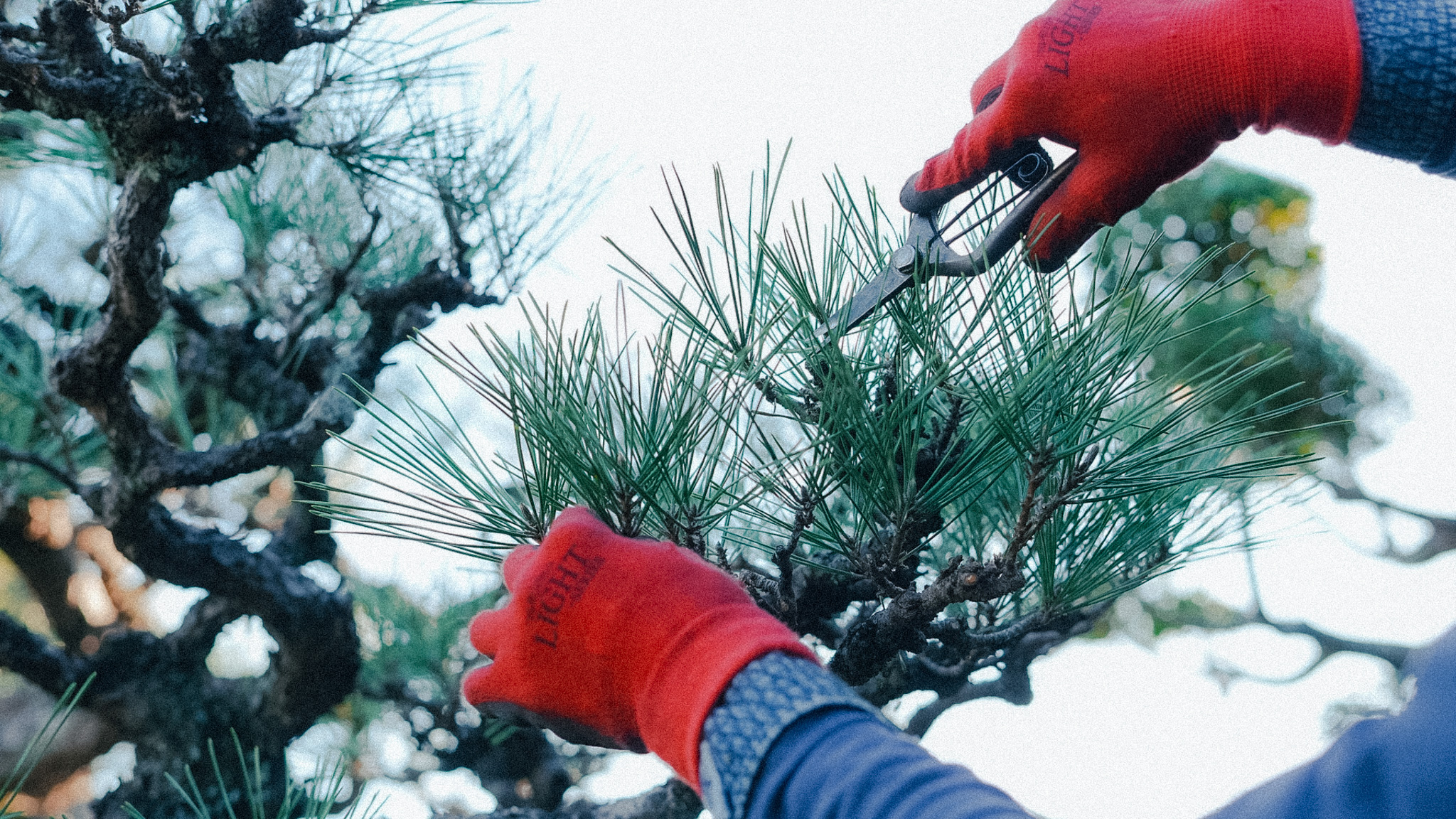 福山で信頼できる庭師を選ぶコツ｜剪定・草刈り・植栽まで解説